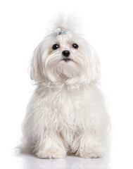 maltese dog