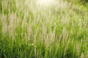 Obraz na płótnie Canvas Flower grass with sunlight.