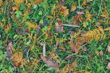 Fallen yellow twigs of the larch, the leaves and berries of wild rose on green grass in Indian summer