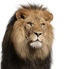 Crédence de cuisine en verre imprimé Lion Close-up of lion, Panthera leo, 8 years old, in front of white background