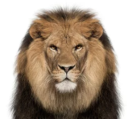 Fotobehang close-up, van, leeuw, panthera leo, 8, jaar oud, voor witte background © Eric Isselée
