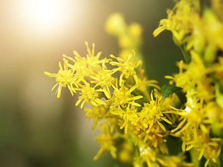 Close up of Solidago canadensis flower.