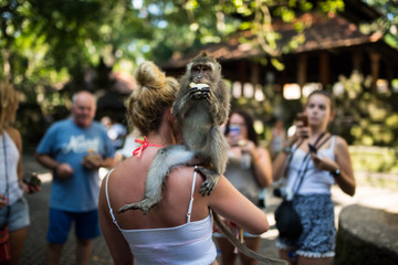Monkey Forest - Ubud - Bali  - obrazy, fototapety, plakaty
