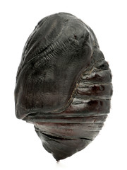South India Small Tussore, Antheraea paphia, chrysalis, inside shell, against white background