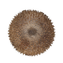 Black Hairstreak, Satyrium pruni, egg against white background