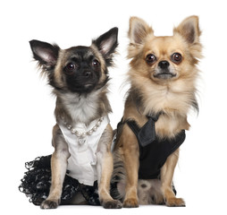 Obraz premium Chihuahua (7 months old), Chihuahua (2 years old) in wedding dress