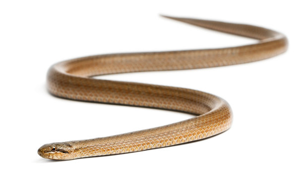 Smooth snake, Coronella austriaca, in front of white background