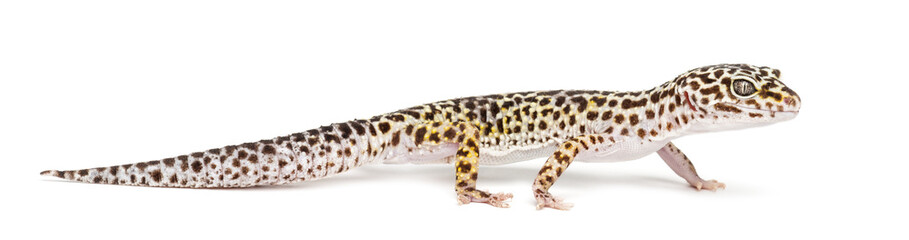 Leopard gecko, Eublepharis macularius, against white background