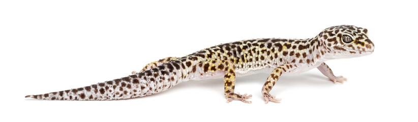 Leopard gecko, Eublepharis macularius, against white background