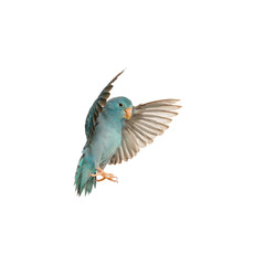 Pacific Parrotlet, Forpus coelestis, flying against white background
