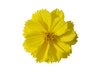 Close up of Yellow cosmos flower