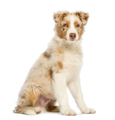 Australian Shepherd puppy, 3.5 months old, sitting and looking at camera against white background