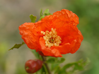 The flower of Pomegranate fruit.