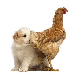 Border Collie puppy, 6 weeks old, sitting behind a hen and has his head in the hen's tail feathers in front of white background
