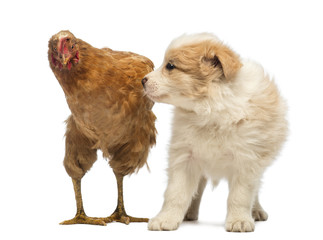 Border Collie puppy, 6 weeks old, looking at the worried hen standing next to him in front of white background