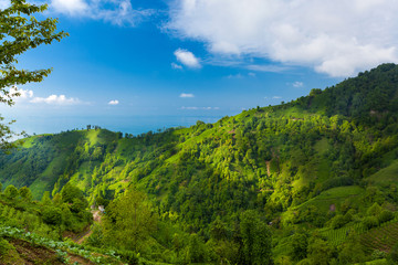 Fototapeta premium Tea plantations in Rize - Blacksea - Turkey 
