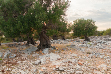Sunset over the olive grove
