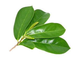 Soursop leaf on white background. © noppharat