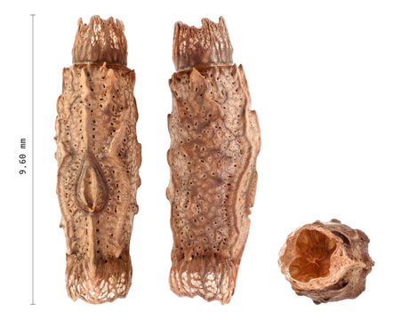 Egg of stick insects - Pterinoxylus crassus