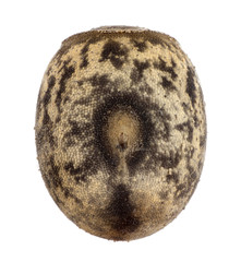 Egg of stick insects - Neohirasea fruhstorferi