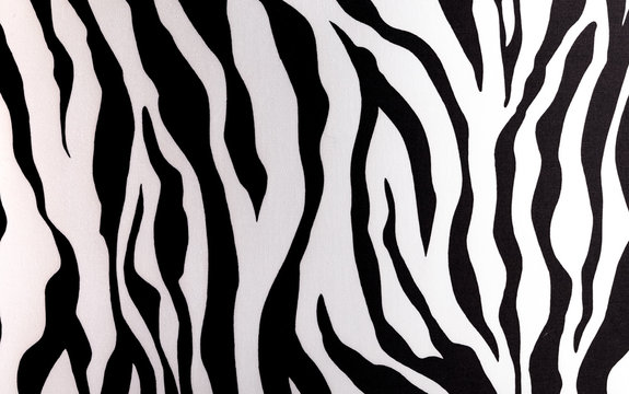 Abstract black and white picture of a Zebra.