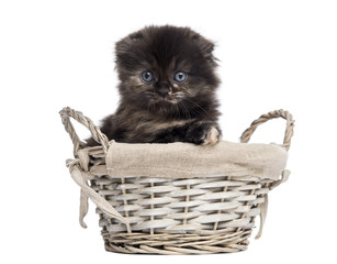 Fototapeta na wymiar Front view of a Highland fold kitten in a wicker basket, isolated on white