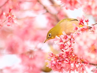 メジロとオカメザクラ
