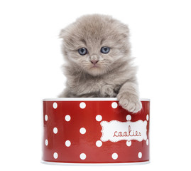 Front view of a Highland fold kitten in a cookie box, isolated on white