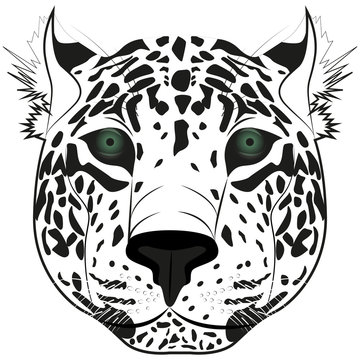 Image of the head of the leopard
