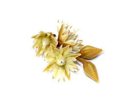 Mimusops elengi flowers on white background.