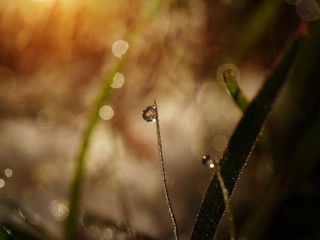 Dew drops on grass