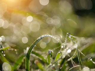 Dew drops on grass