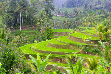 Pola ryżowe Indonezja
