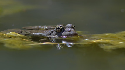 Pelophylax cretensis (Cretan Frog), Crete