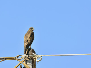Buzzard (Buteo buteo), Crete