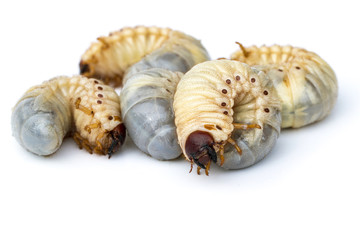 Image of grub worms, Coconut rhinoceros beetle (Oryctes rhinoceros), Larva.