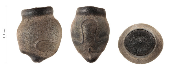 Sungay Stick Insect's eggs, Sungaya inexpectata 4.7 mm, isolated on white