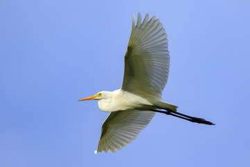 Image of Great white egret flying in the sky. Bird, Animals.