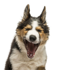 Close-up of a Border collie facing, yawning, isolated on white