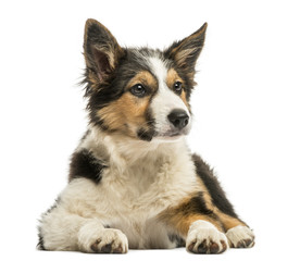 Front view of a Border Collie, lying isolated on white