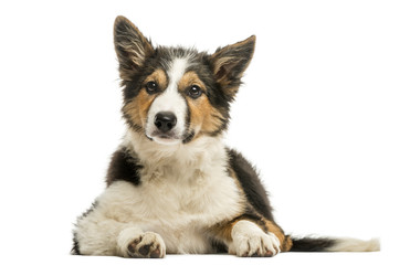 Front view of a Border collie lying, isolated on white