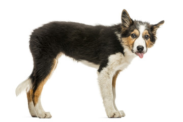 Side view of a Border collie making a face, isolated on white