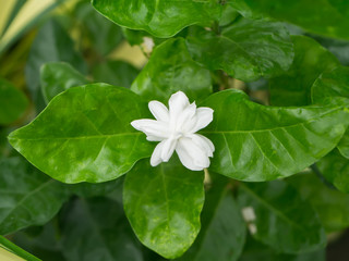 White of jasmine flower.