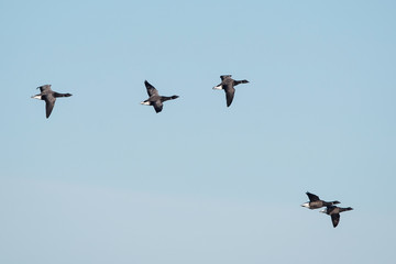 Brent Goose, Branta bernicla - Dawlish Warren, England