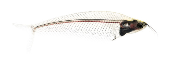 Side view of a Ghost catfish, Kryptopterus minor, isolated on wh