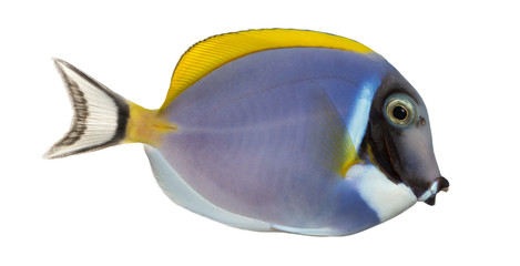 Side view of a Powder blue tang, Acanthurus leucosternon, isolated on white