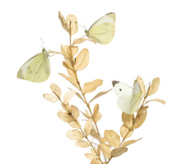 Small White butterflies landed on a plant, Colias philodice, isolated on white
