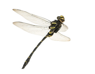 Flying Cordulegaster bidentata viewed from below, isolated on wh