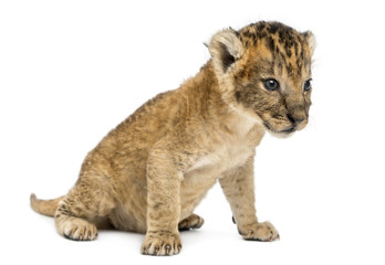Fototapeta na wymiar Lion cub sitting, 16 days old, isolated on white