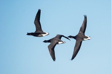 Brent Goose, Branta bernicla - Dawlish Warren, England